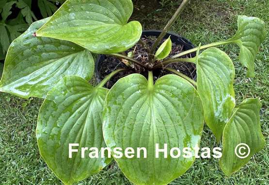 Hosta Swizzle Sticks